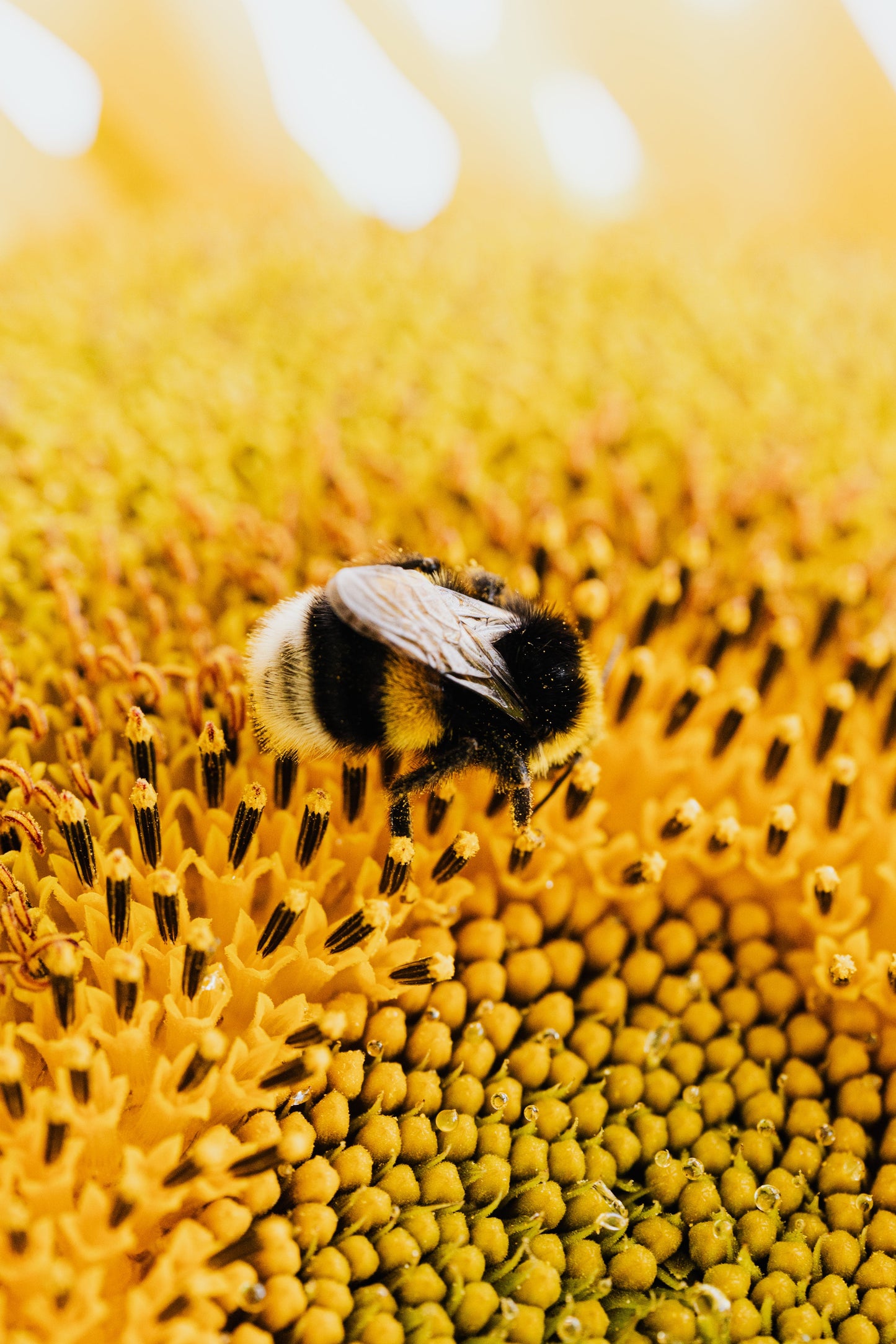 Veggie Garden Pollinator Companion Garden - Full Sun