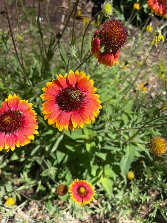 Individual Native Plants - Misc