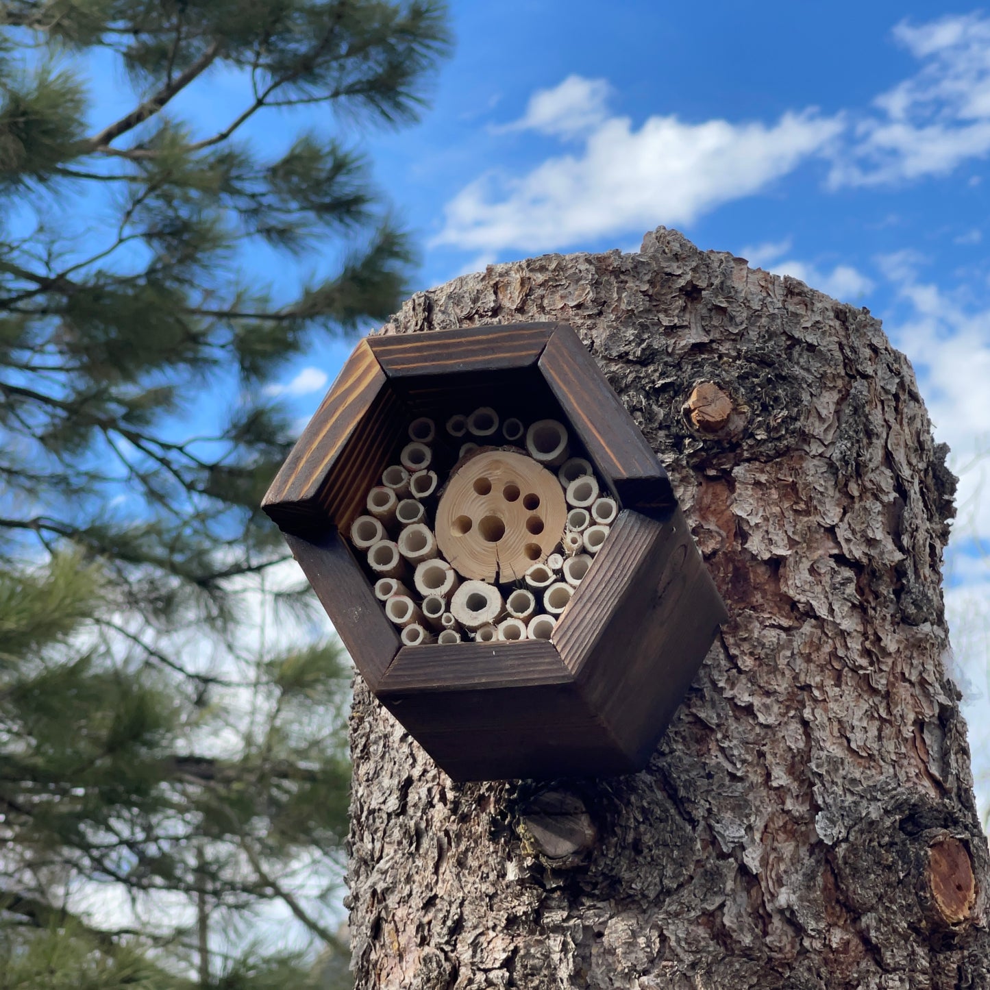 Bee House