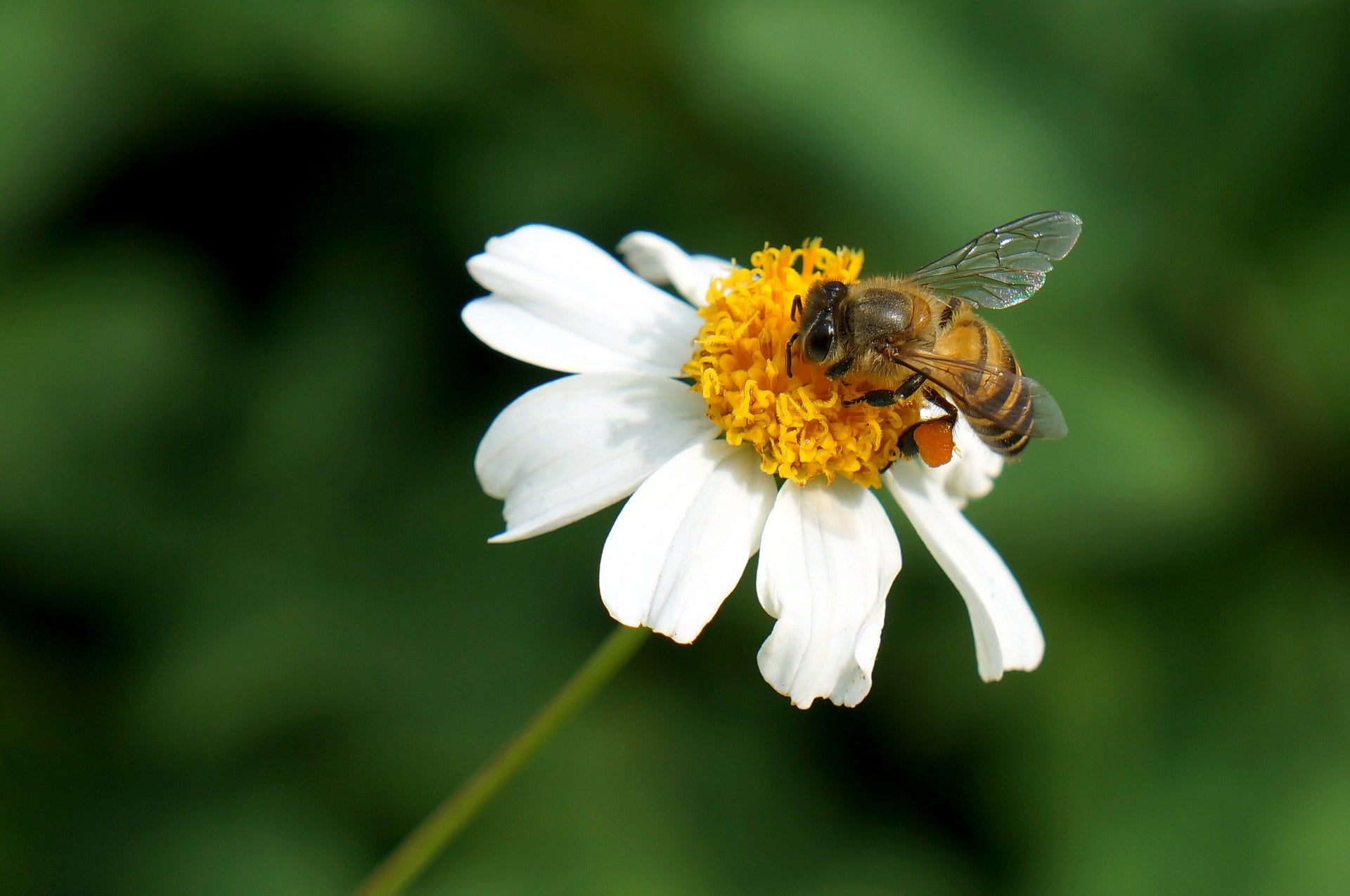 natural - whute flower bee.jpg__PID:e5ee2c93-8b51-49f2-af17-4736f9e500c2